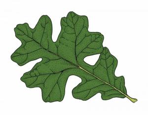 "Maltese cross" shape of the post oak leaf